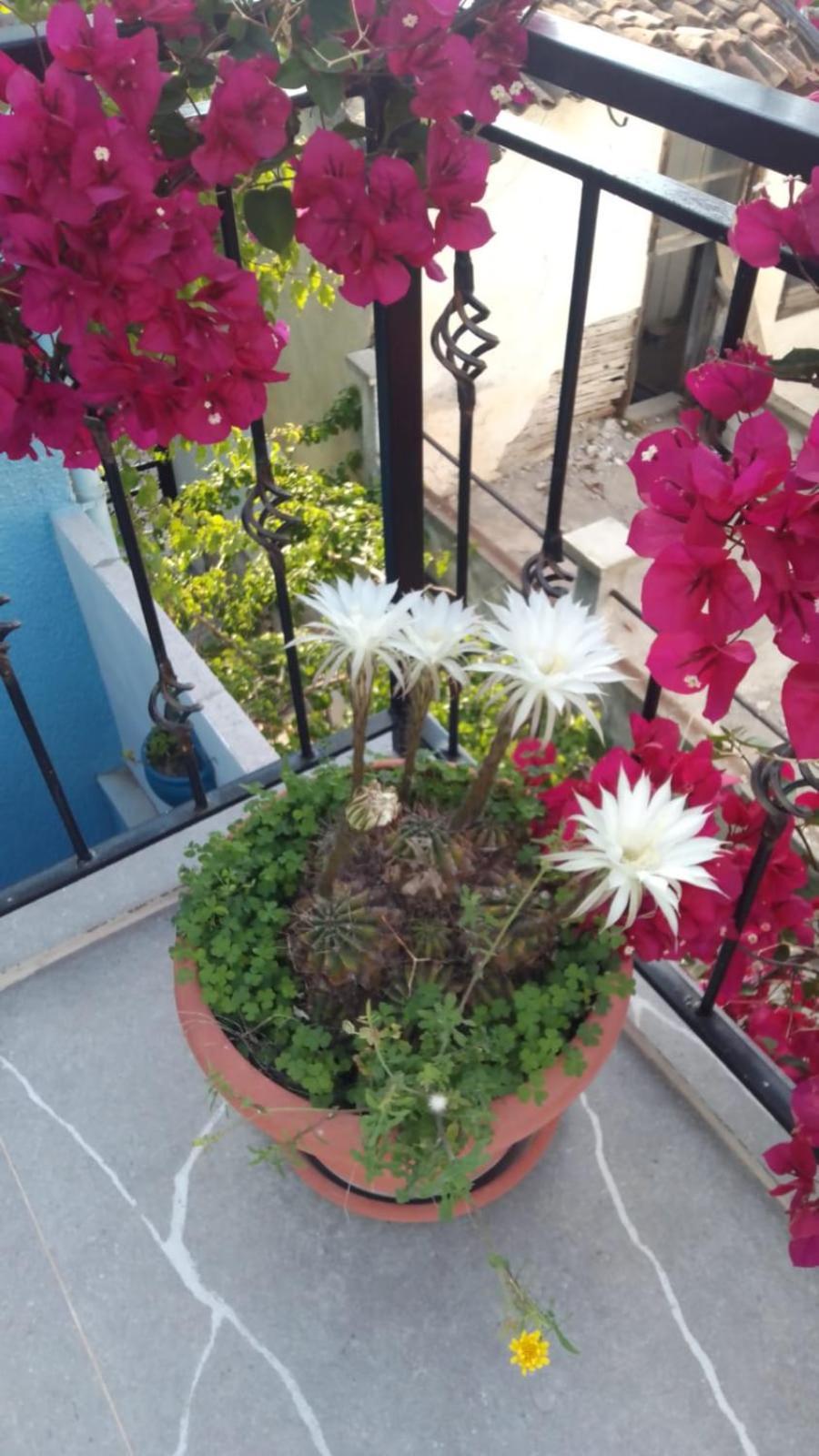 Casa Magnolia Boutique Rooms Κουσάντασι Εξωτερικό φωτογραφία